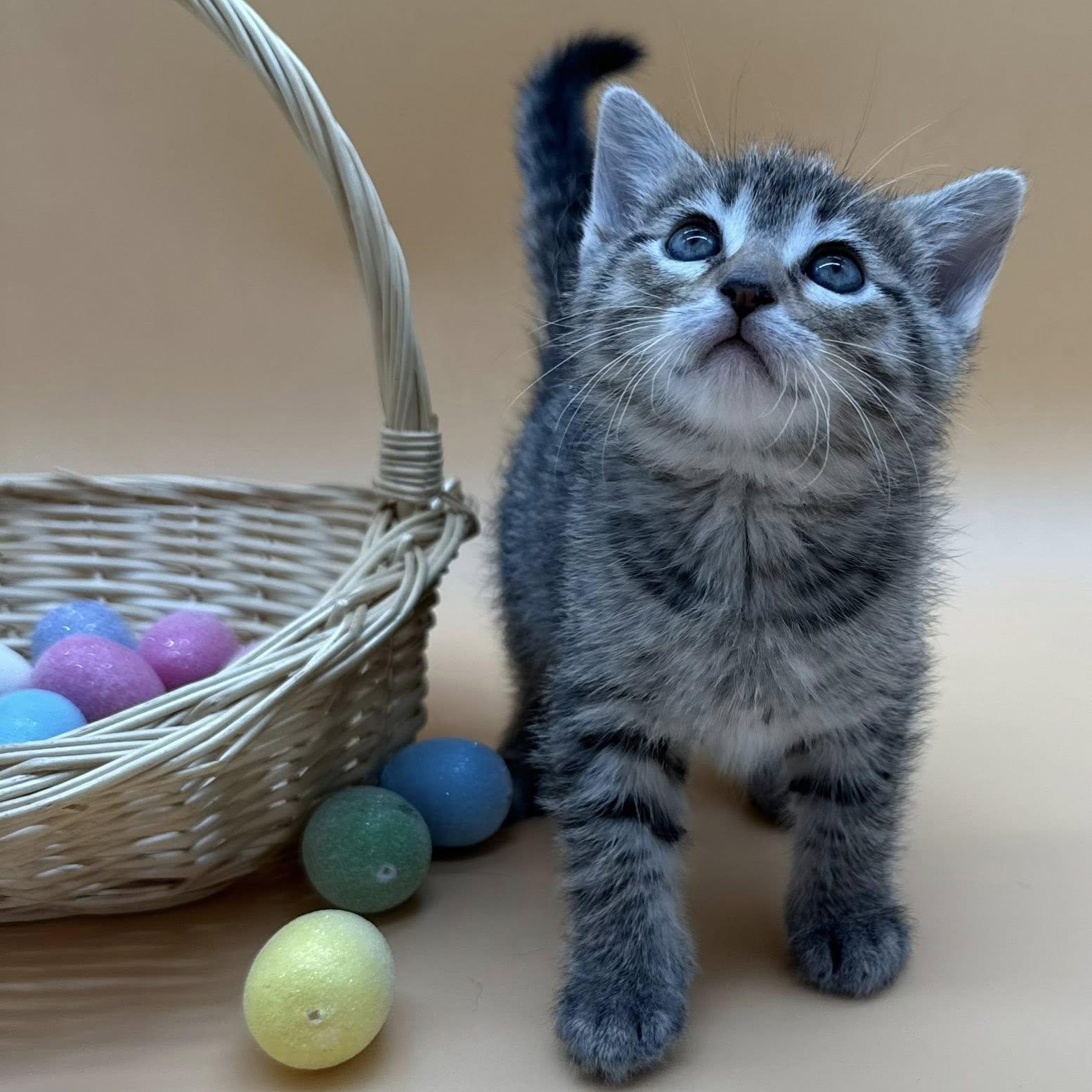 Enlarge Brooks, an adopted mixed breed in Springfield, MO image 2/6