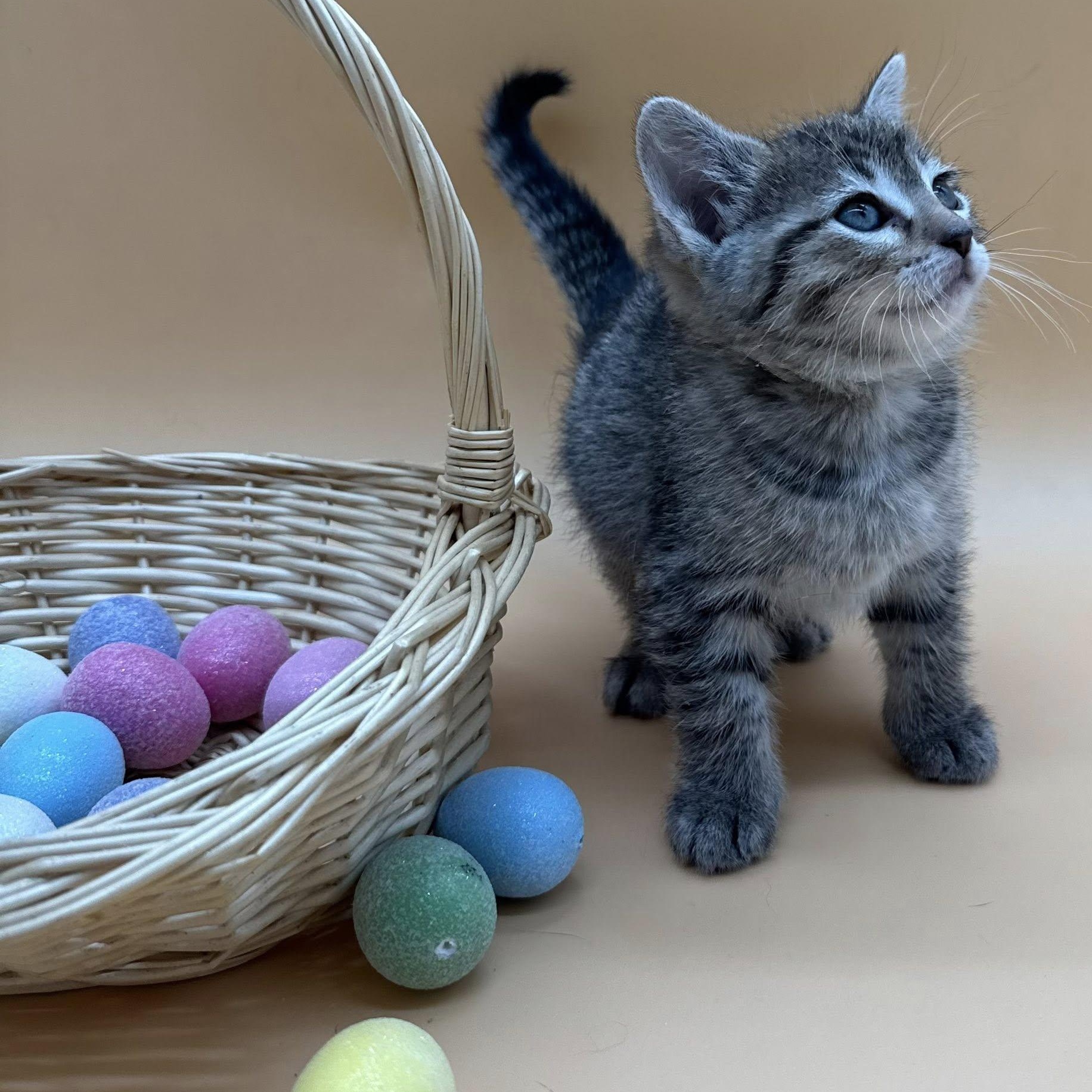 Enlarge Brooks, an adopted mixed breed in Springfield, MO image 4/6