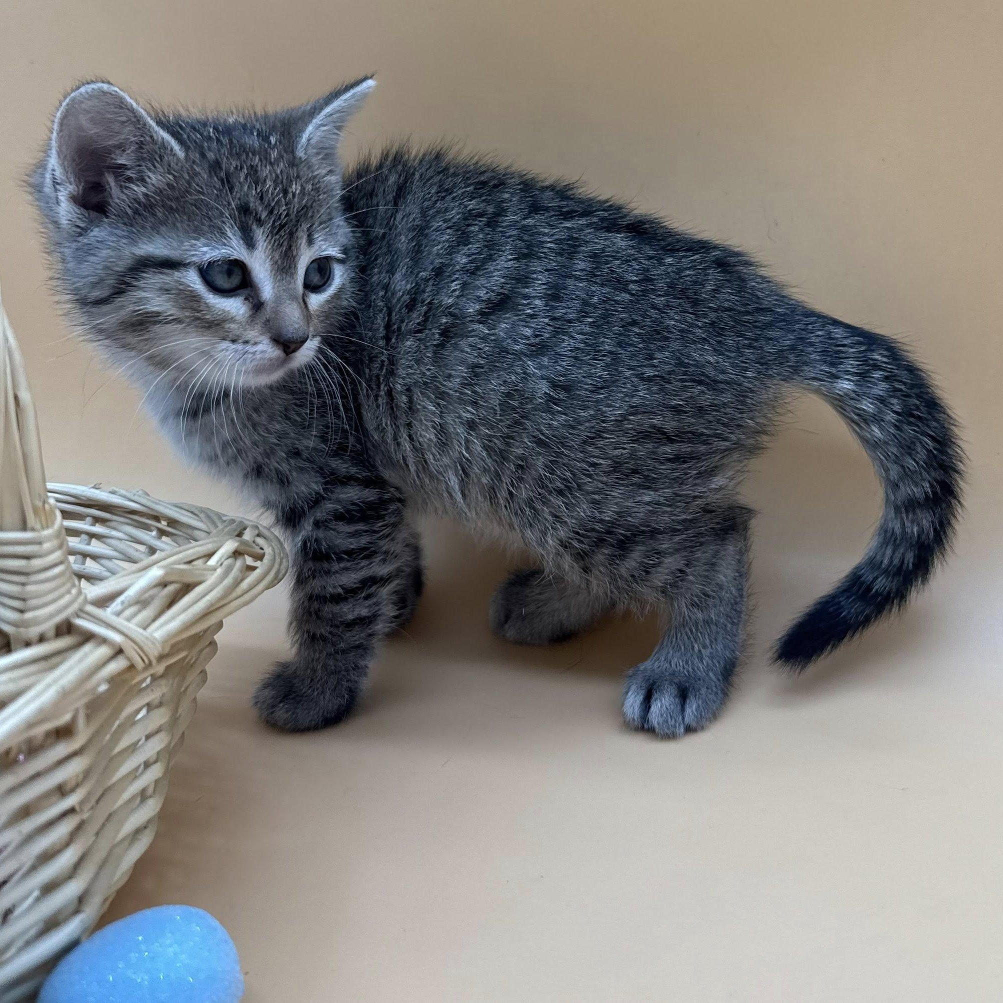 Enlarge Brooks, an adopted mixed breed in Springfield, MO image 5/6