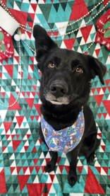 Loki, ADOPTABLE, Adult Male Mixed Breed.