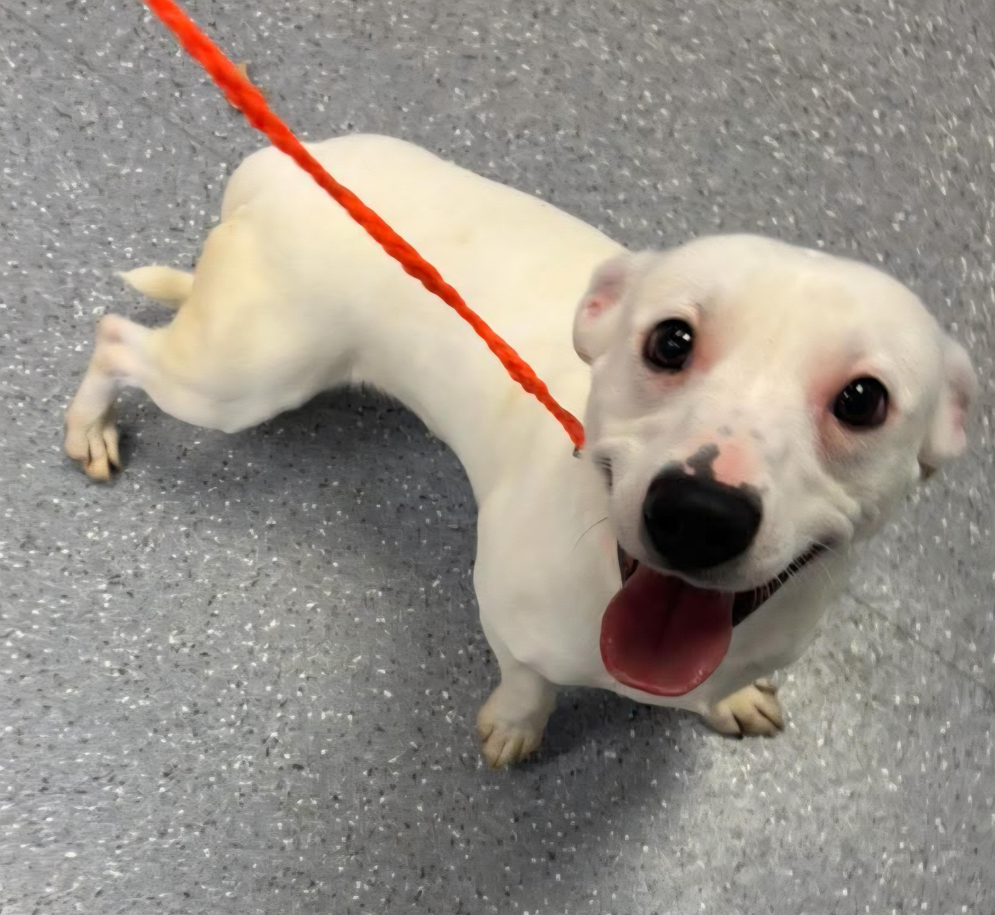 Enlarge Ben, a Adopted mixed breed in Watertown, NY image 1/1