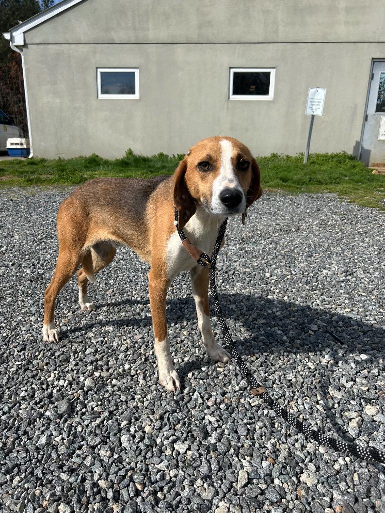 Chew, Adoptable, Young Male Hound.