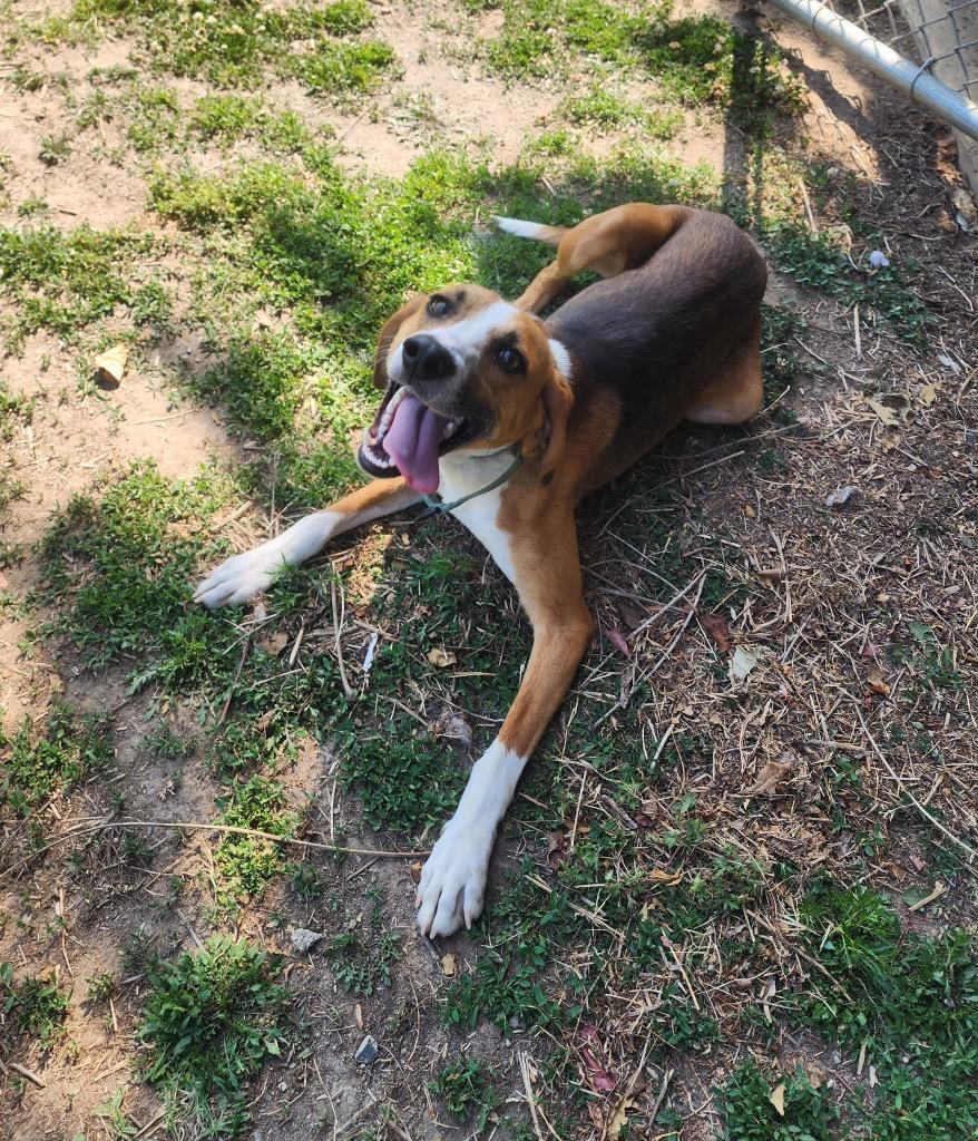 Chew, a Adoptable Hound in Mineral, VA image 2/2
