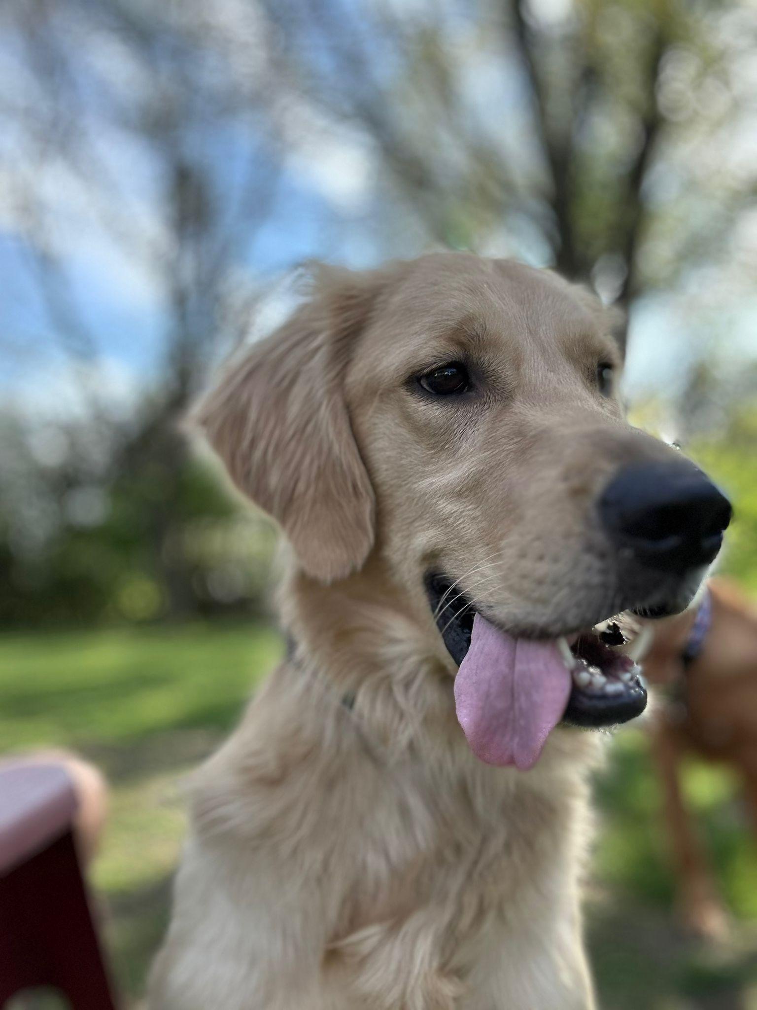 Sheldon, Adoptable, Young Male Golden Retriever.