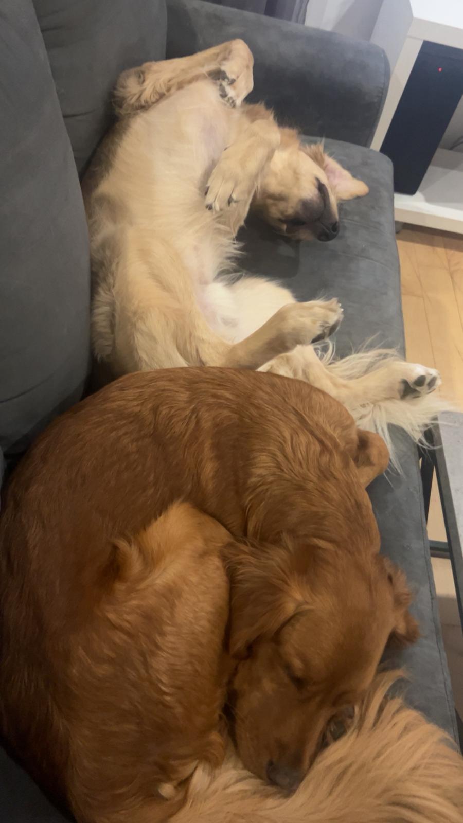 Sheldon, a Adoptable Golden Retriever in Pointe-Claire, QC image 2/6