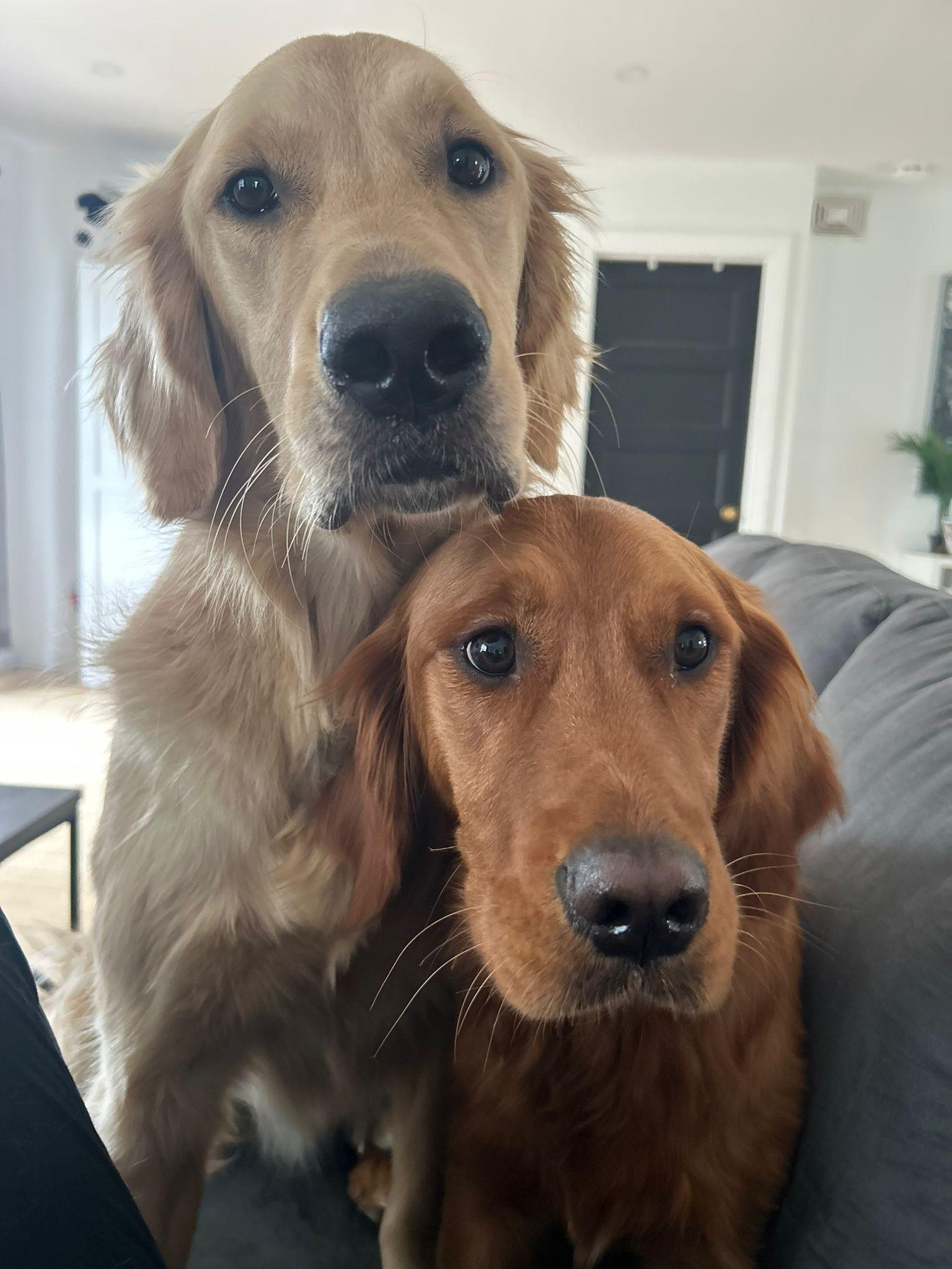 Sheldon, a Adoptable Golden Retriever in Pointe-Claire, QC image 3/6