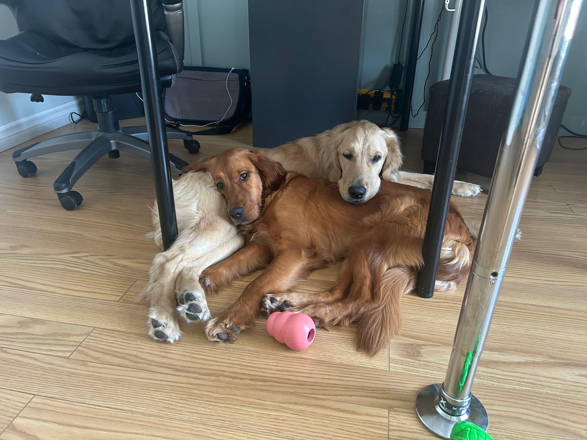 Sheldon, a Adoptable Golden Retriever in Pointe-Claire, QC image 4/6