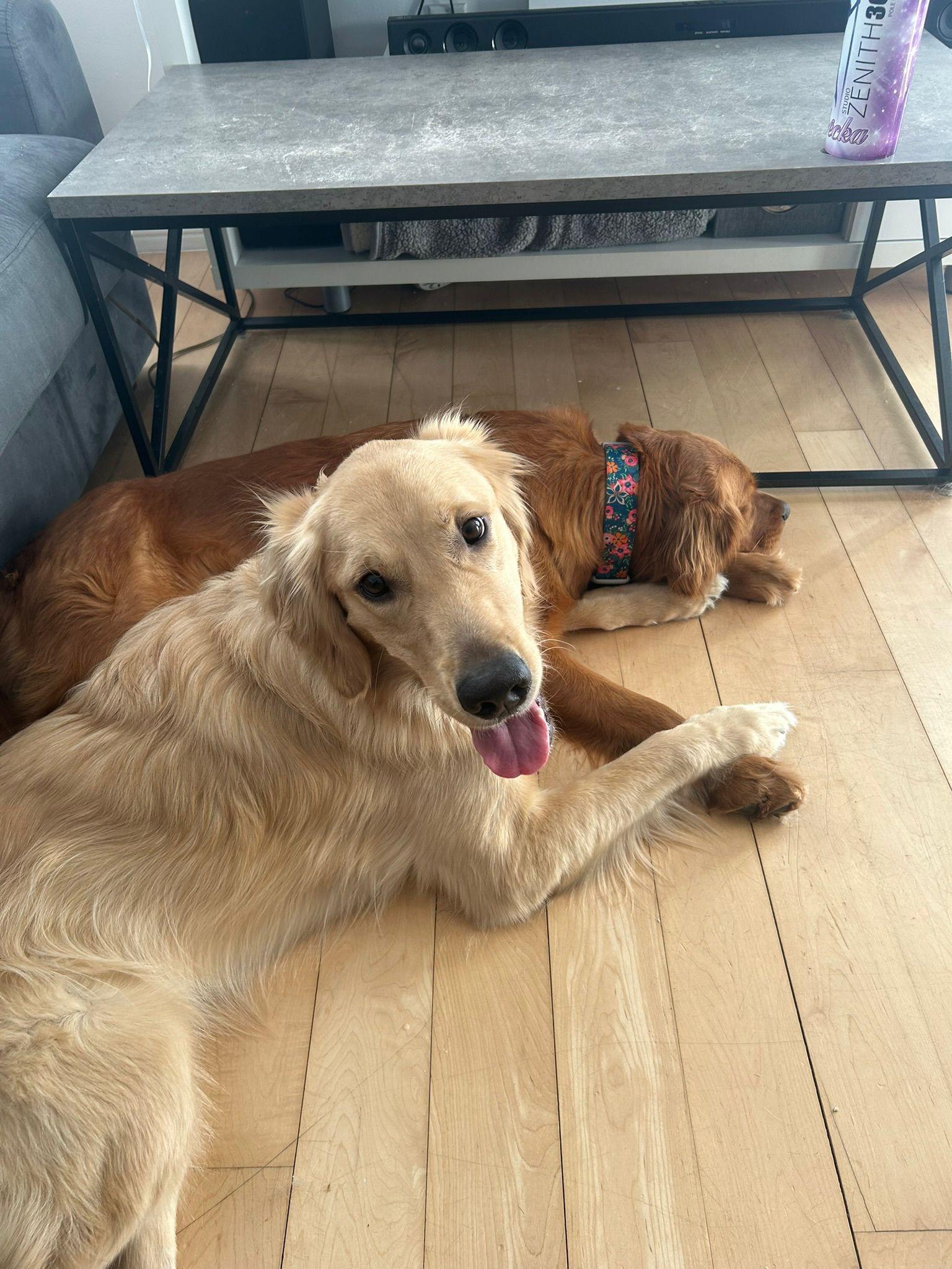 Sheldon, a Adoptable Golden Retriever in Pointe-Claire, QC image 5/6