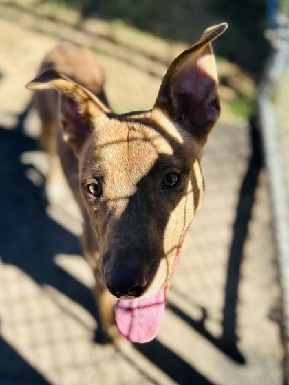 Roo, a Adoptable Mixed Breed in San Marcos, TX image 1/3