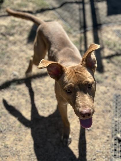 Roo, a Adoptable Mixed Breed in San Marcos, TX image 2/3