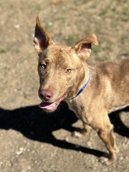 Roo, a Adoptable Mixed Breed in San Marcos, TX image 3/3