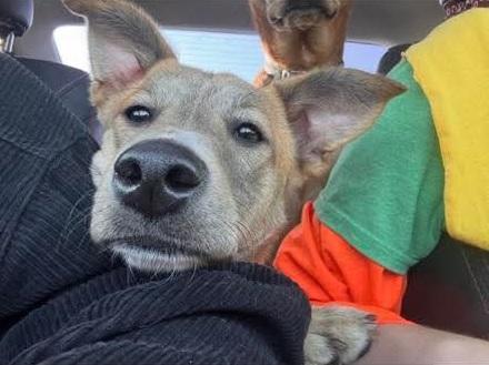 Enlarge Kira-7 Month Old Purbred Snugglehound Carolina Dog Mix-Spayed, Dog Friendly, House Broken, a Adoptable mixed breed in Tooele, UT image 2/5