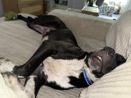 Lincoln Continental, a Adoptable mixed breed in Gainesville, FL image 1/3