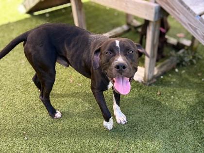 Lincoln Continental, Adoptable, Adult Male American Bulldog & Mixed Breed.