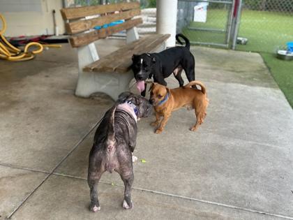 Enlarge Lincoln Continental, a Adoptable mixed breed in Gainesville, FL image 2/3