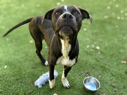 Enlarge Lincoln Continental, a Adoptable mixed breed in Gainesville, FL image 2/2