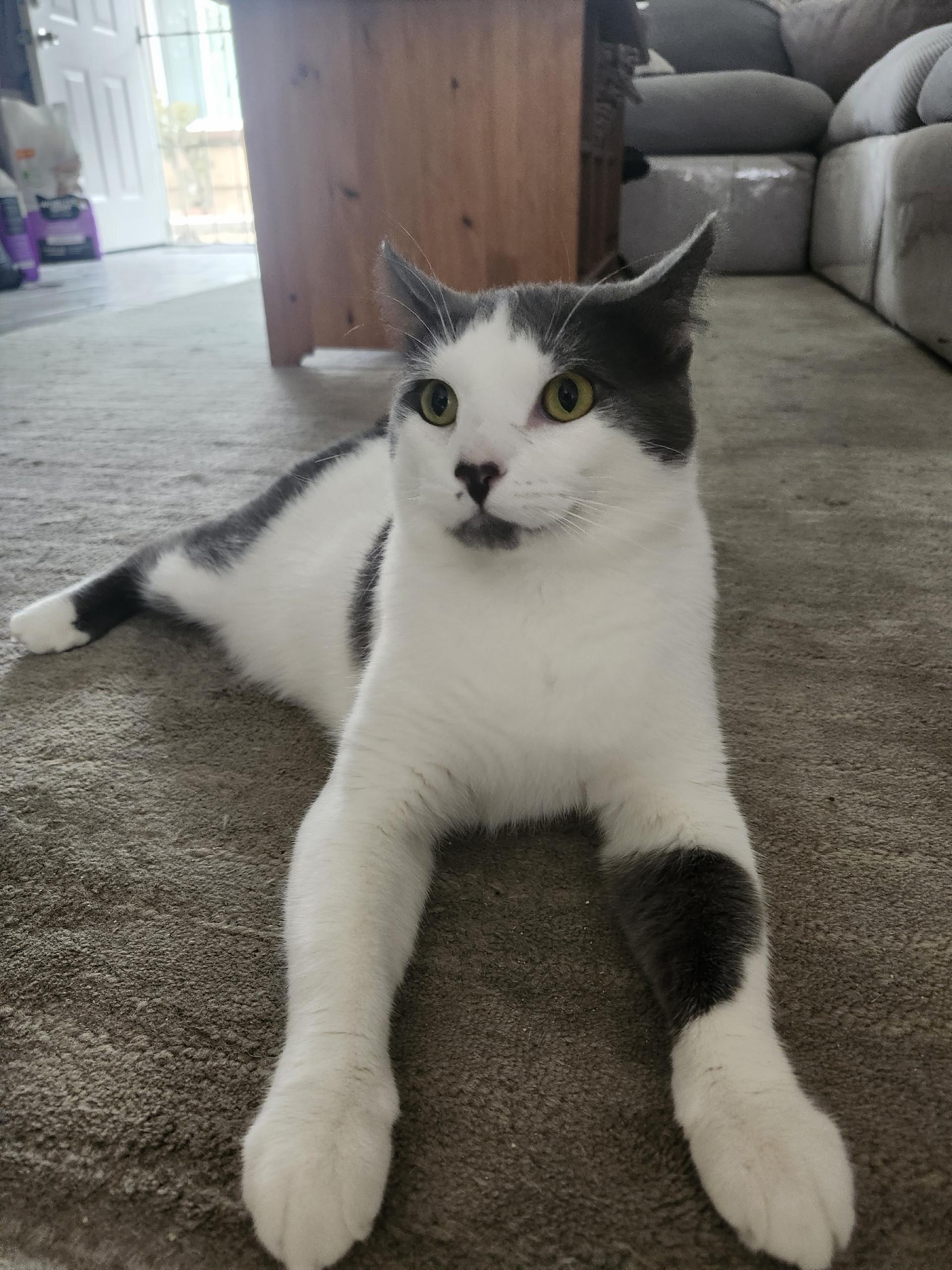 Enlarge Smudge, a Adoptable mixed breed in Monrovia, CA image 1/3