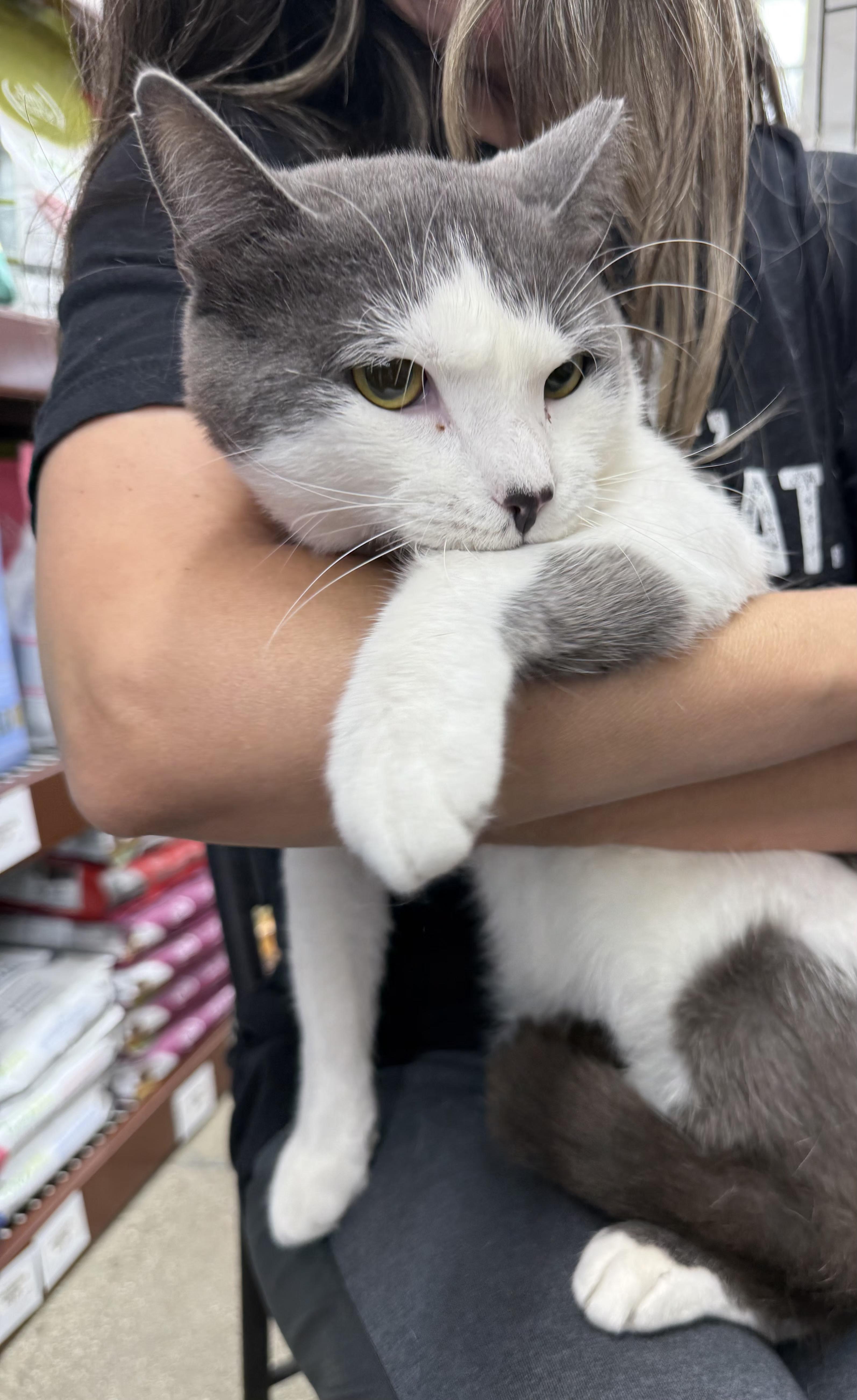 Enlarge Smudge, a Adoptable mixed breed in Monrovia, CA image 3/3