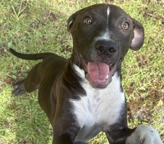 JAYCE, Adoptable, Young Female Pit Bull Terrier & Labrador Retriever.