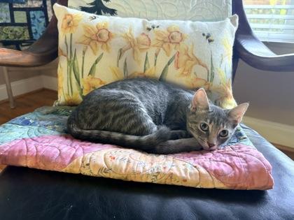 Maribelle $50 fostered, Adoptable, Kitten Female Domestic Short Hair & Domestic Short Hair.