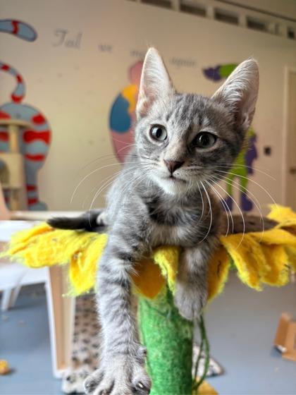 Enlarge Maribelle $50 fostered, a Adoptable mixed breed in Seneca, SC image 2/3