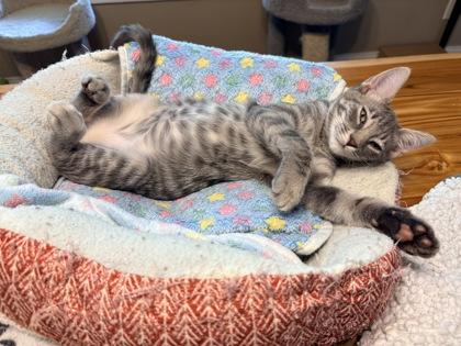 Enlarge Maribelle $50 fostered, a Adoptable mixed breed in Seneca, SC image 3/3