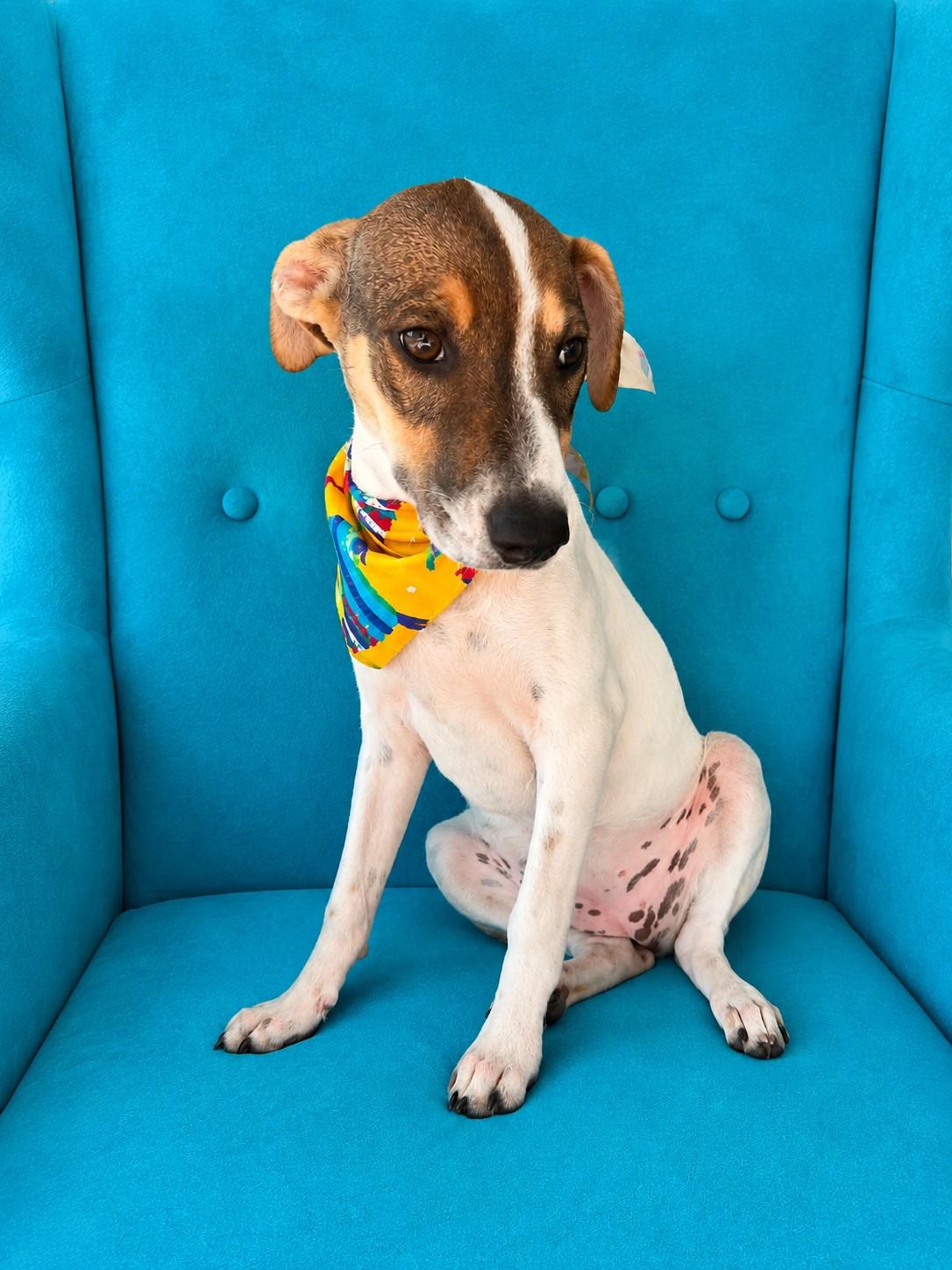Hennessy, an adopted mixed breed in Poway, CA image 5/5