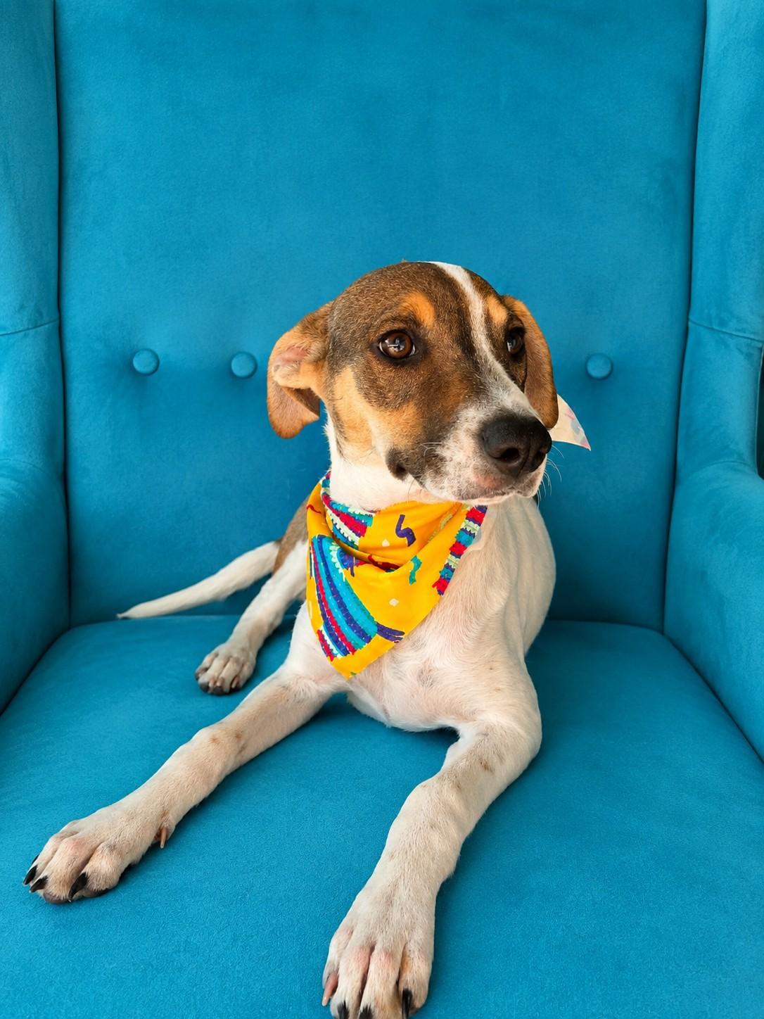 Hennessy, an adopted mixed breed in Poway, CA image 3/5