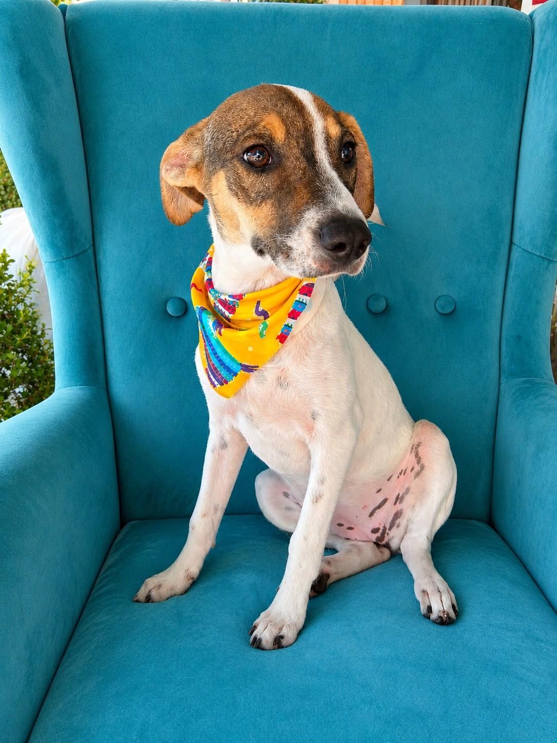 Hennessy, an adopted mixed breed in Poway, CA image 2/5