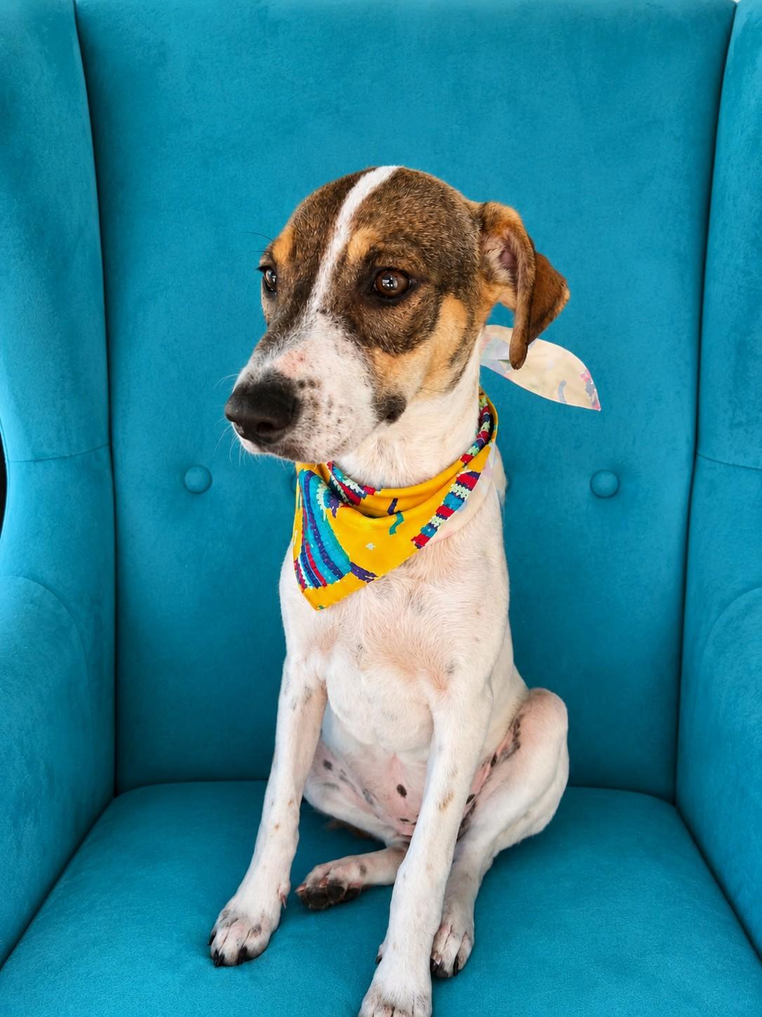 Hennessy, an adopted mixed breed in Poway, CA image 4/5