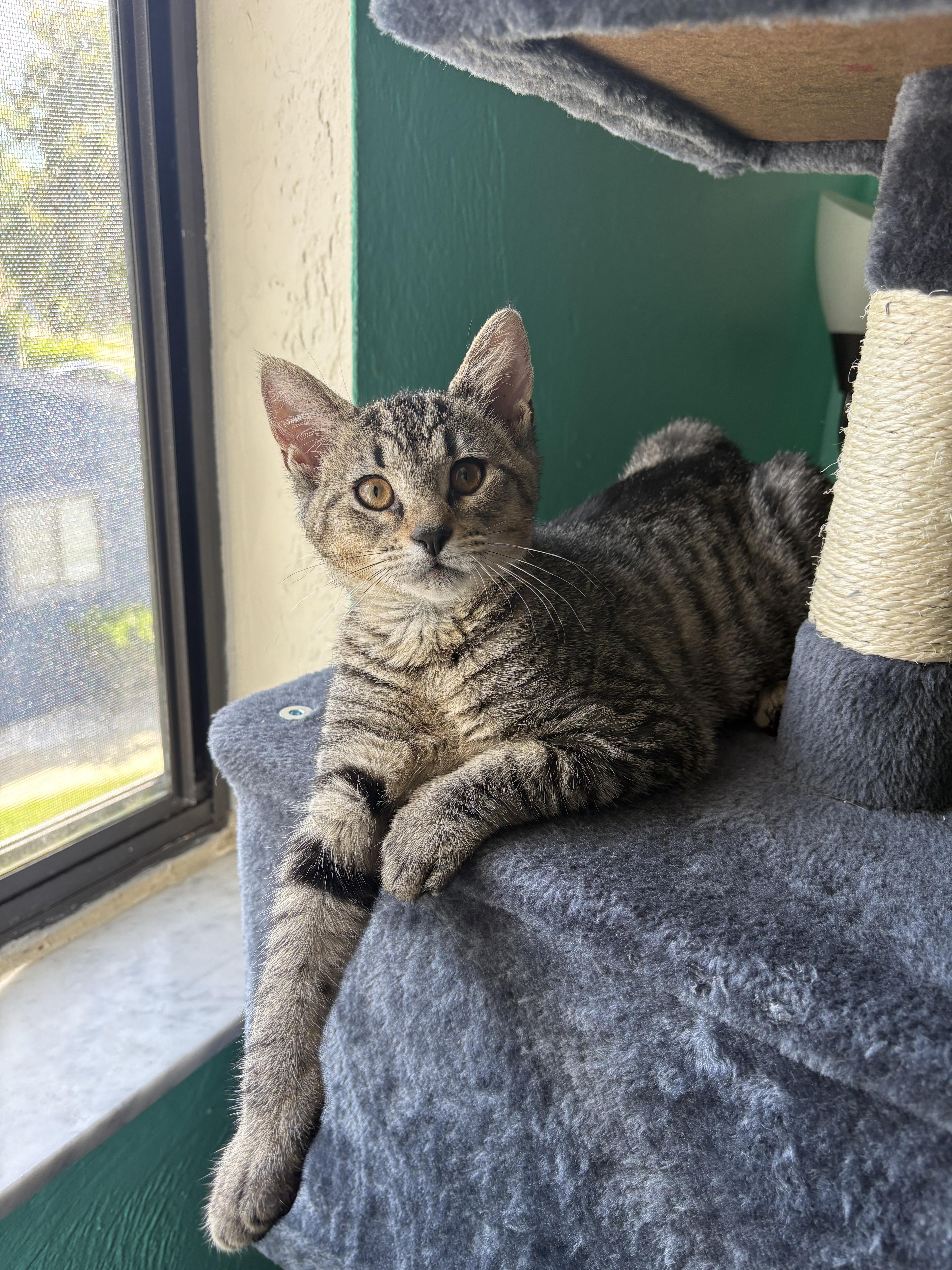 Grace, Adoptable, Kitten Female Domestic Short Hair.