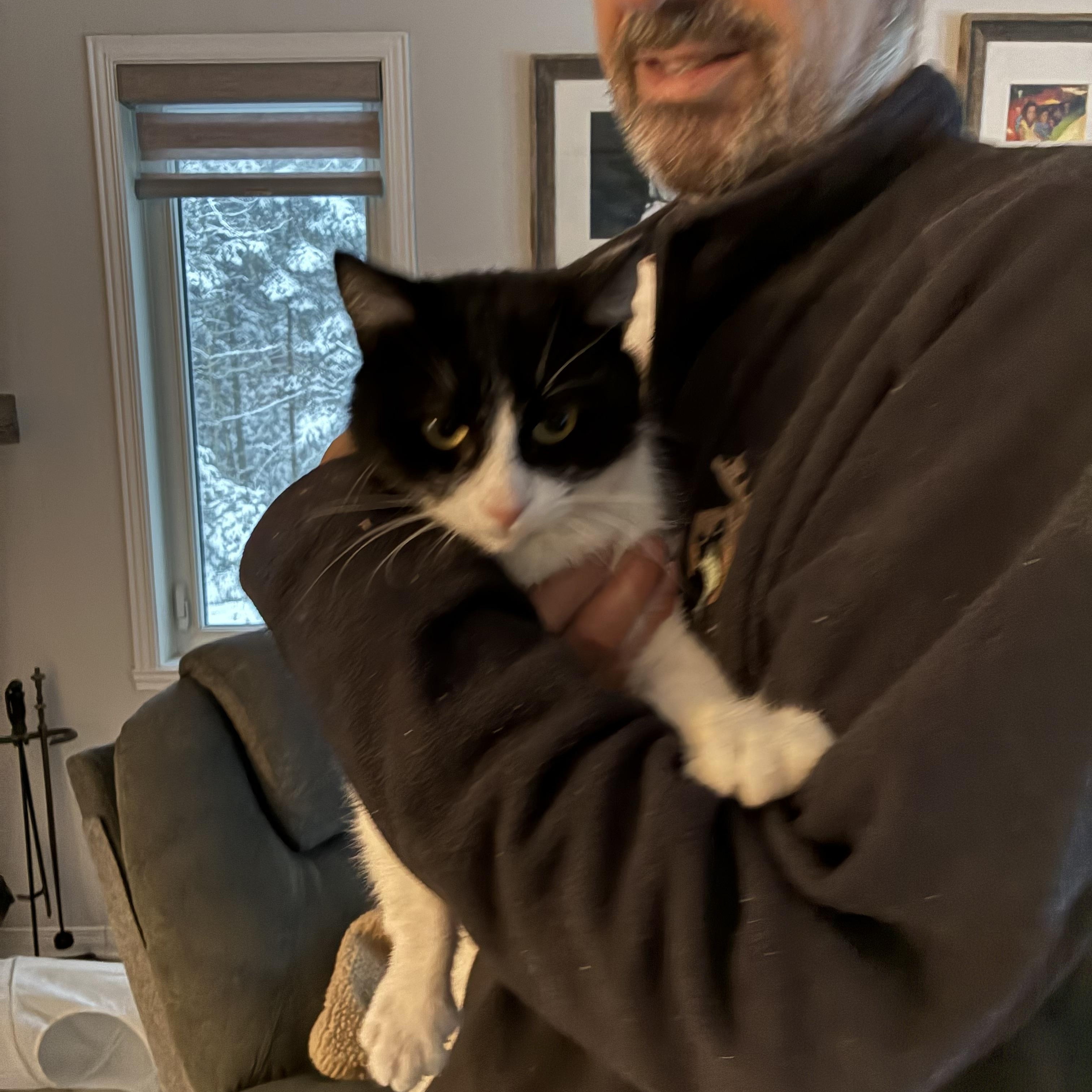 Fred, Adoptable, Young Male Domestic Short Hair.