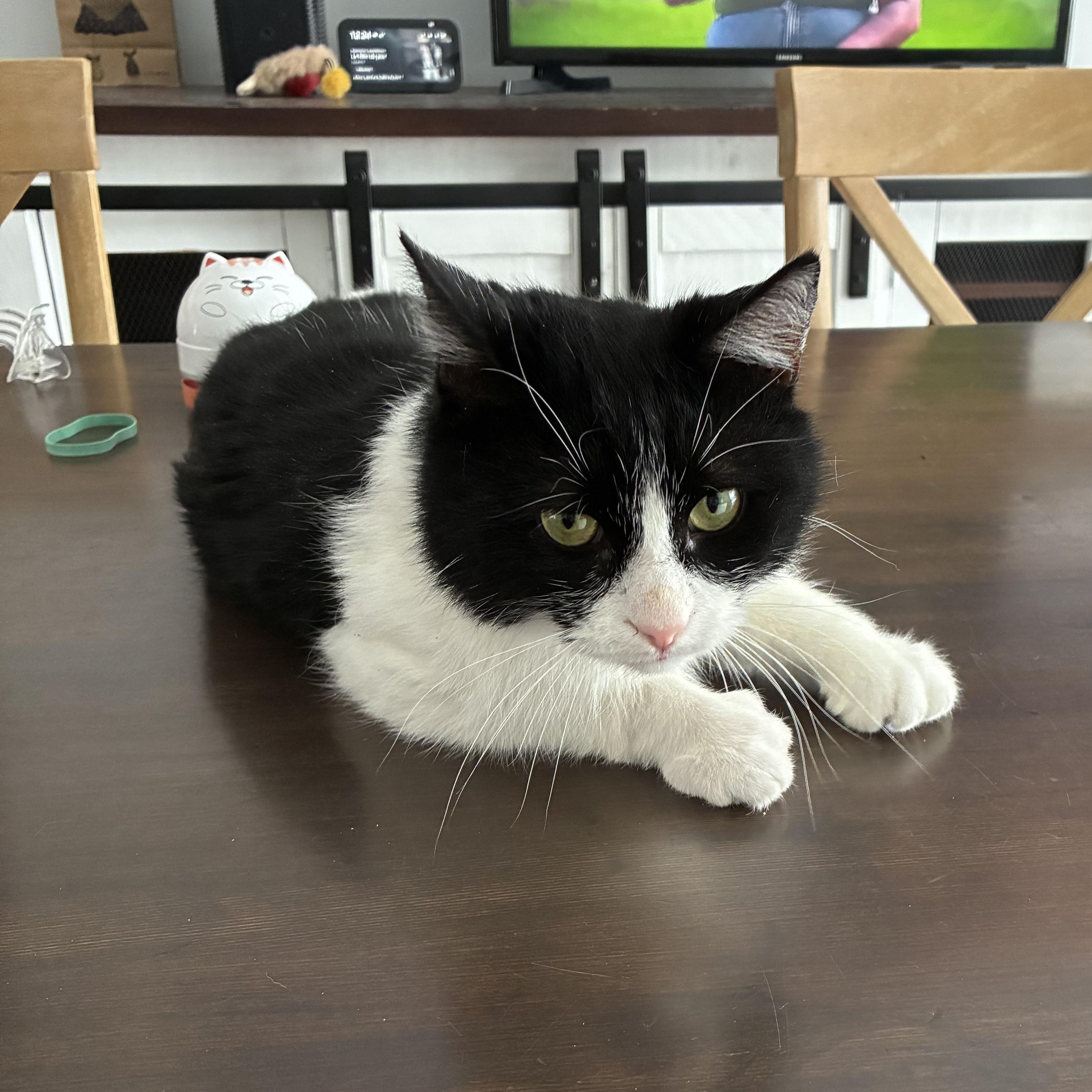 Enlarge Fred, a Adoptable Domestic Short Hair in Saint-Jacques, QC image 2/6