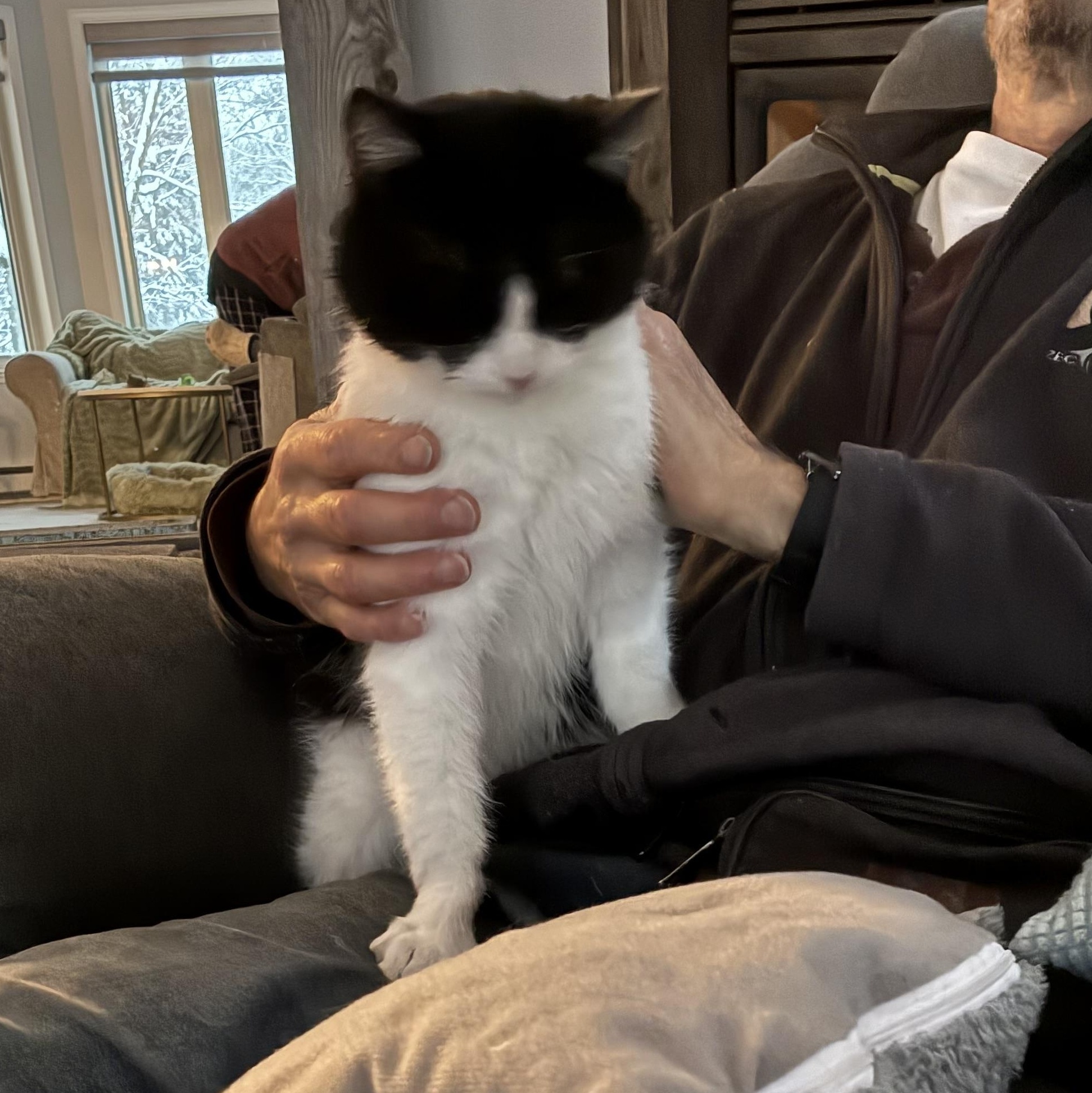 Enlarge Fred, a Adoptable Domestic Short Hair in Saint-Jacques, QC image 3/6