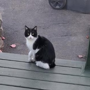 Enlarge Fred, a Adoptable Domestic Short Hair in Saint-Jacques, QC image 6/6