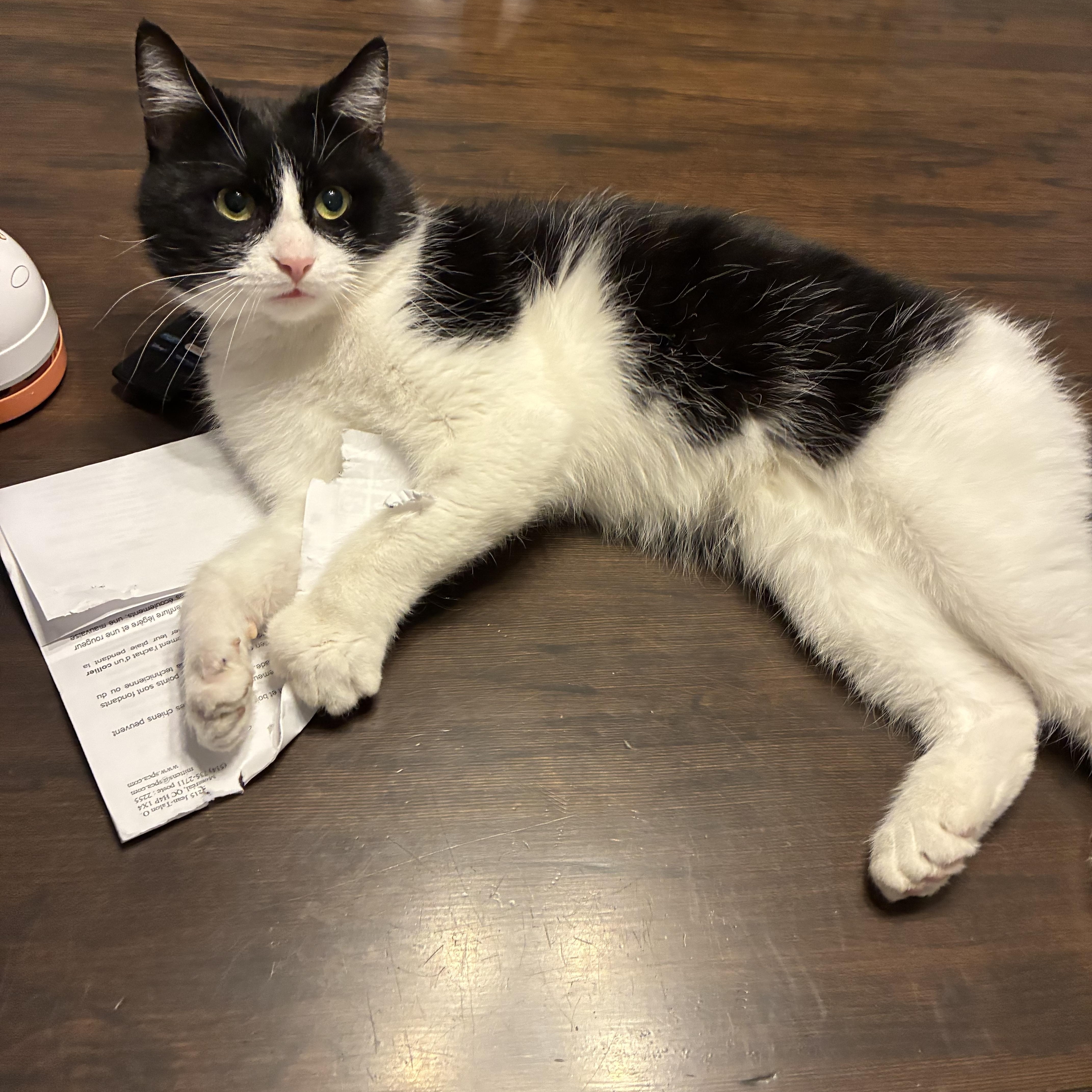 Enlarge Fred, a Adoptable Domestic Short Hair in Saint-Jacques, QC image 4/6