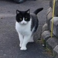 Enlarge Fred, a Adoptable Domestic Short Hair in Saint-Jacques, QC image 5/6