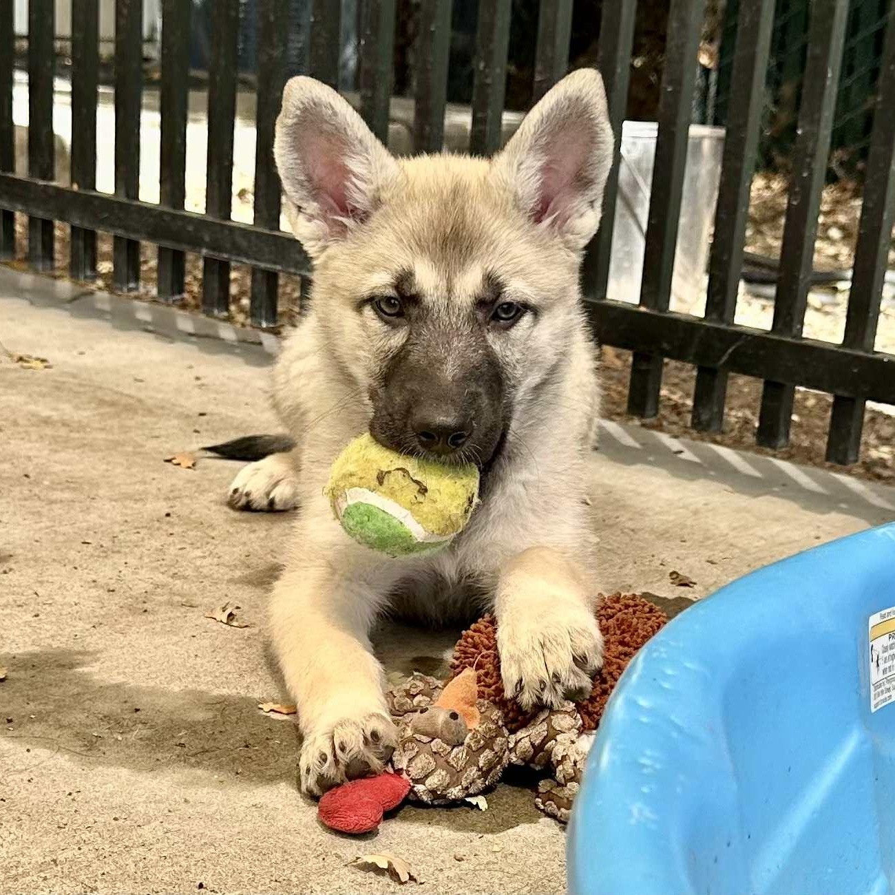 SERENA, Adopted, Puppy Female Alaskan Malamute.