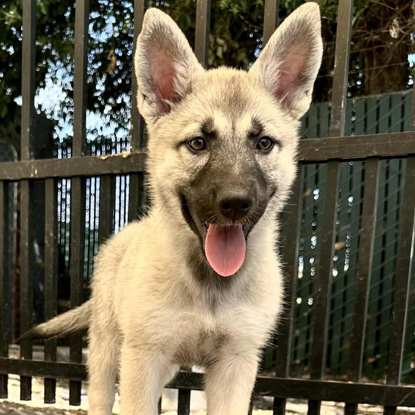SERENA, a Adopted mixed breed in Ukiah, CA image 2/3