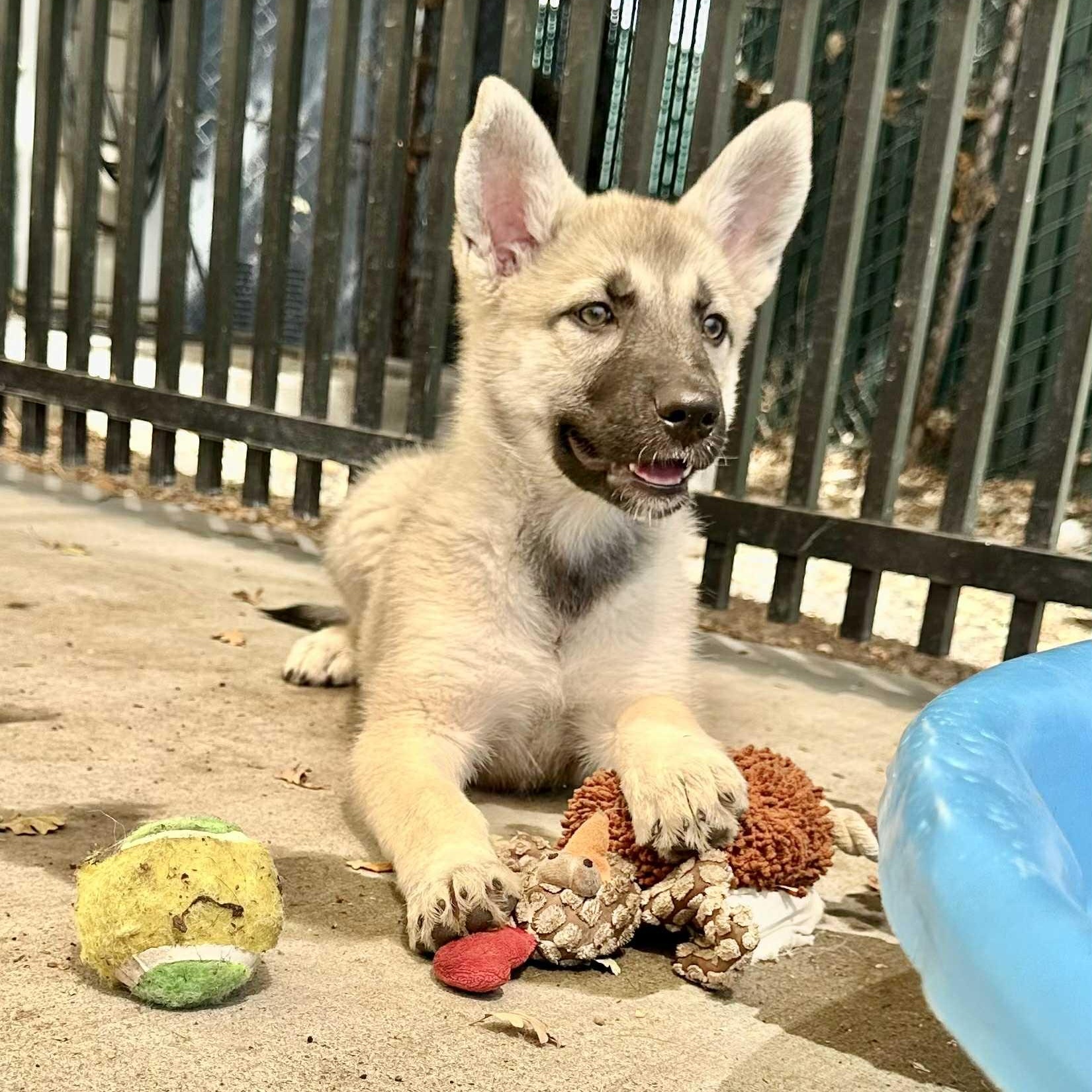 SERENA, a Adopted mixed breed in Ukiah, CA image 3/3