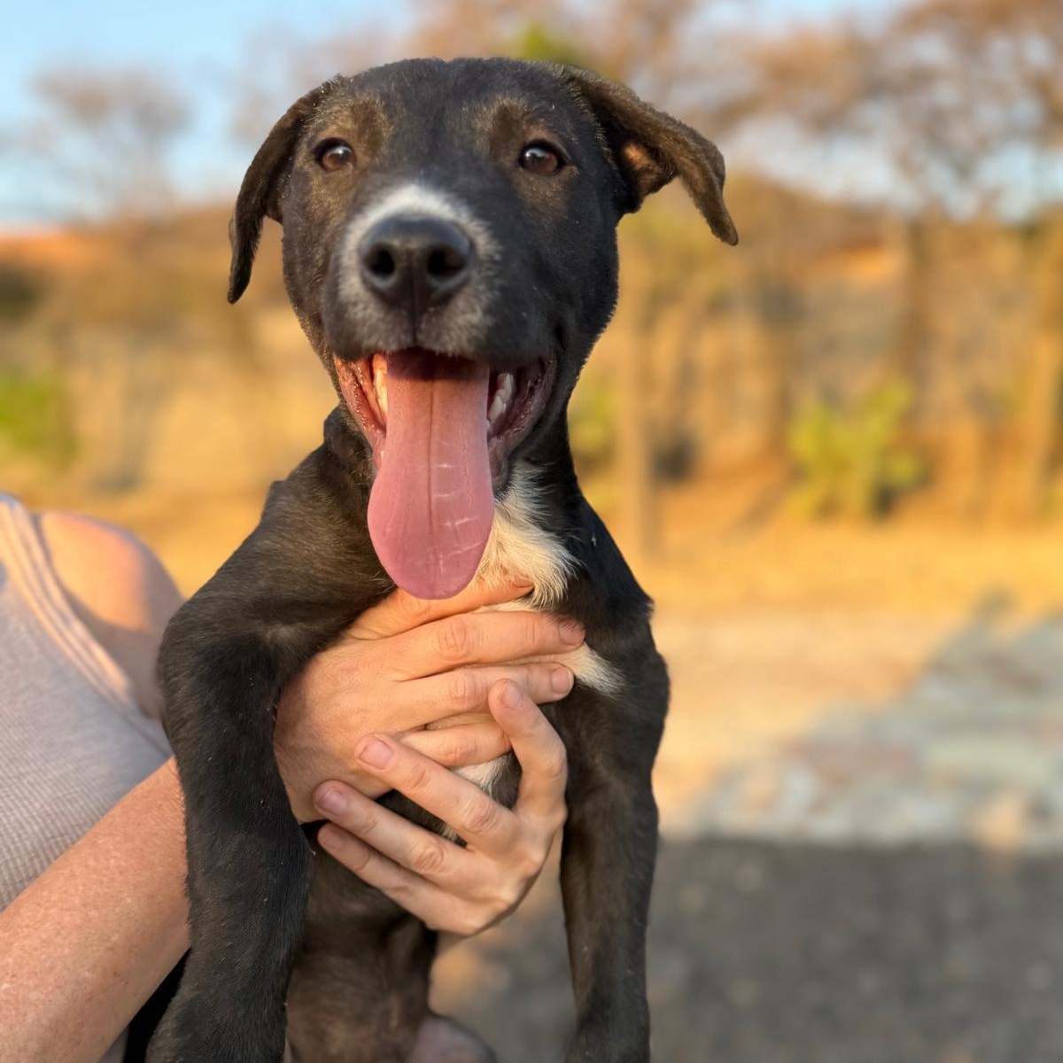 Champ, Adoptable, Puppy Male Labrador Retriever & Xoloitzcuintli / Mexican Hairless.