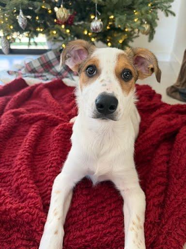 Sap, Adoptable, Puppy Female Collie & Shepherd.