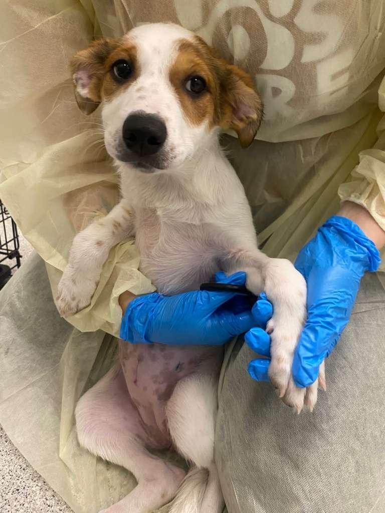 Enlarge Sap, a Adoptable mixed breed in Phoenix, AZ image 2/3