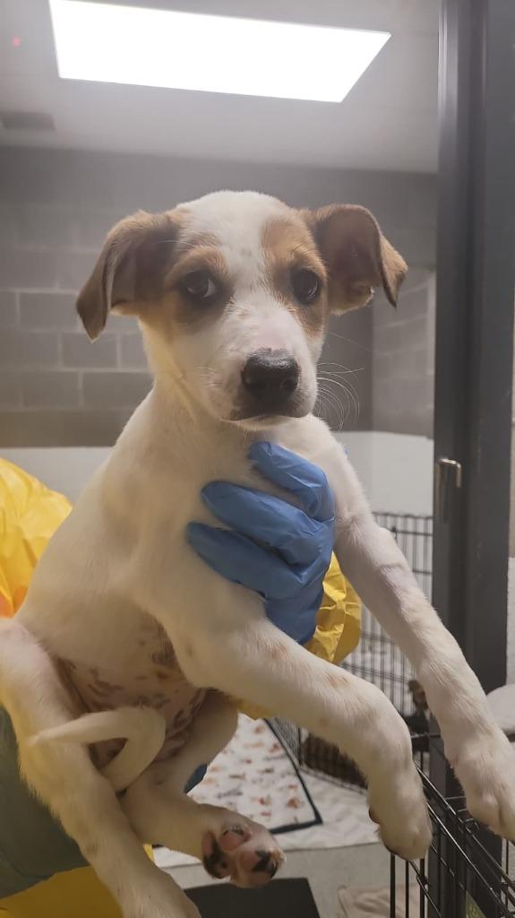 Enlarge Sap, a Adoptable mixed breed in Phoenix, AZ image 3/3