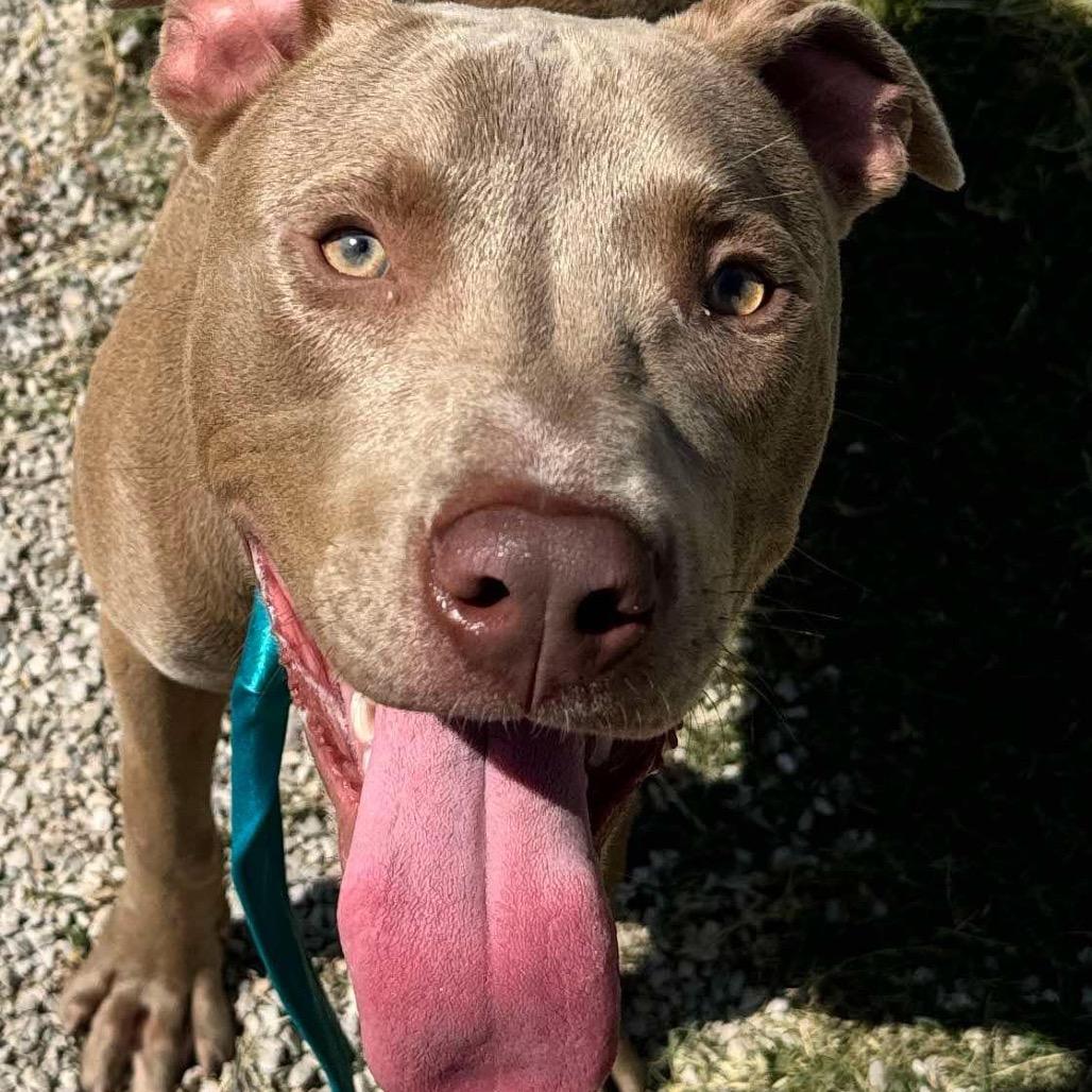 Enlarge Pinocchio, a Adoptable Pit Bull Terrier in Aledo, TX image 2/6