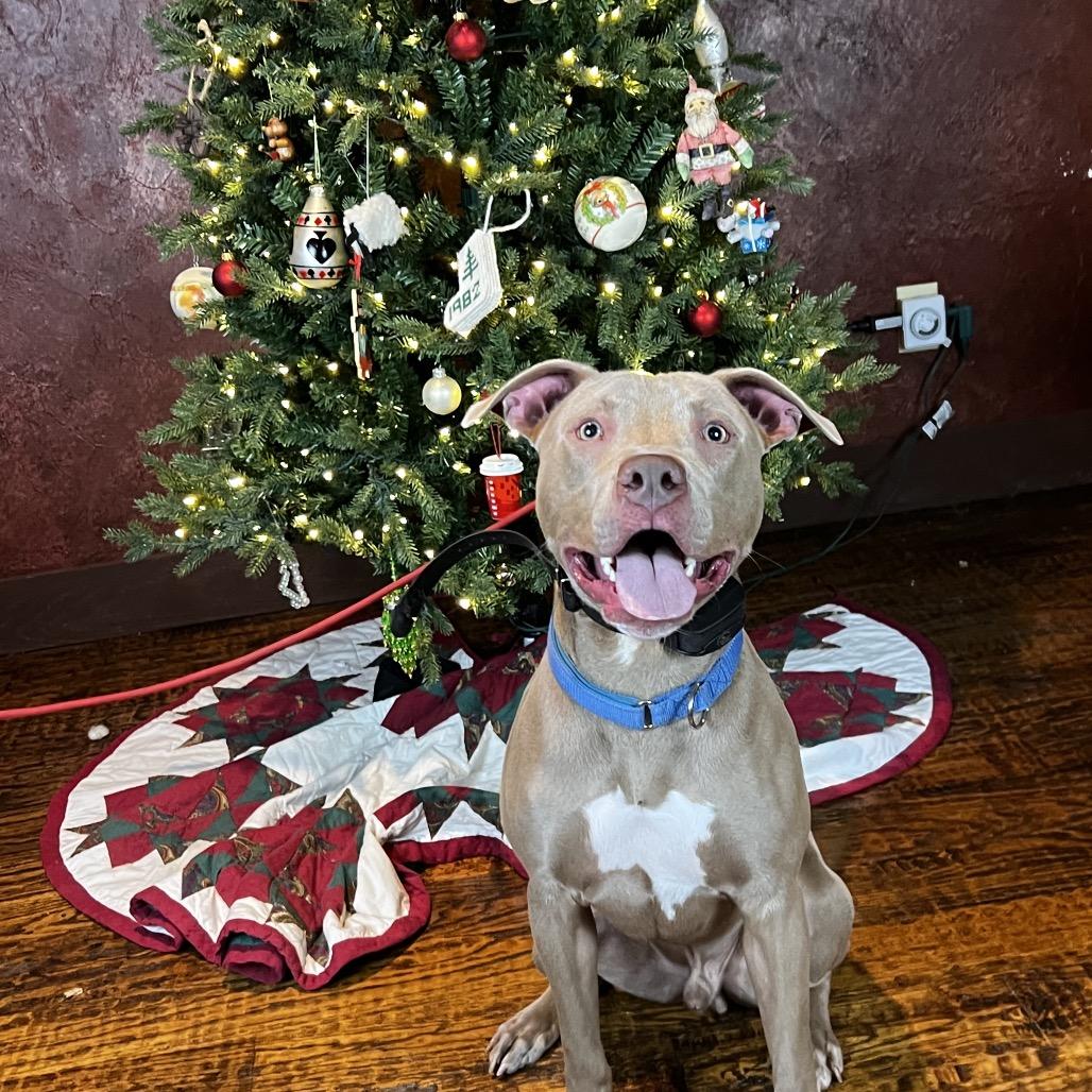 Enlarge Pinocchio, a Adoptable Pit Bull Terrier in Aledo, TX image 3/6
