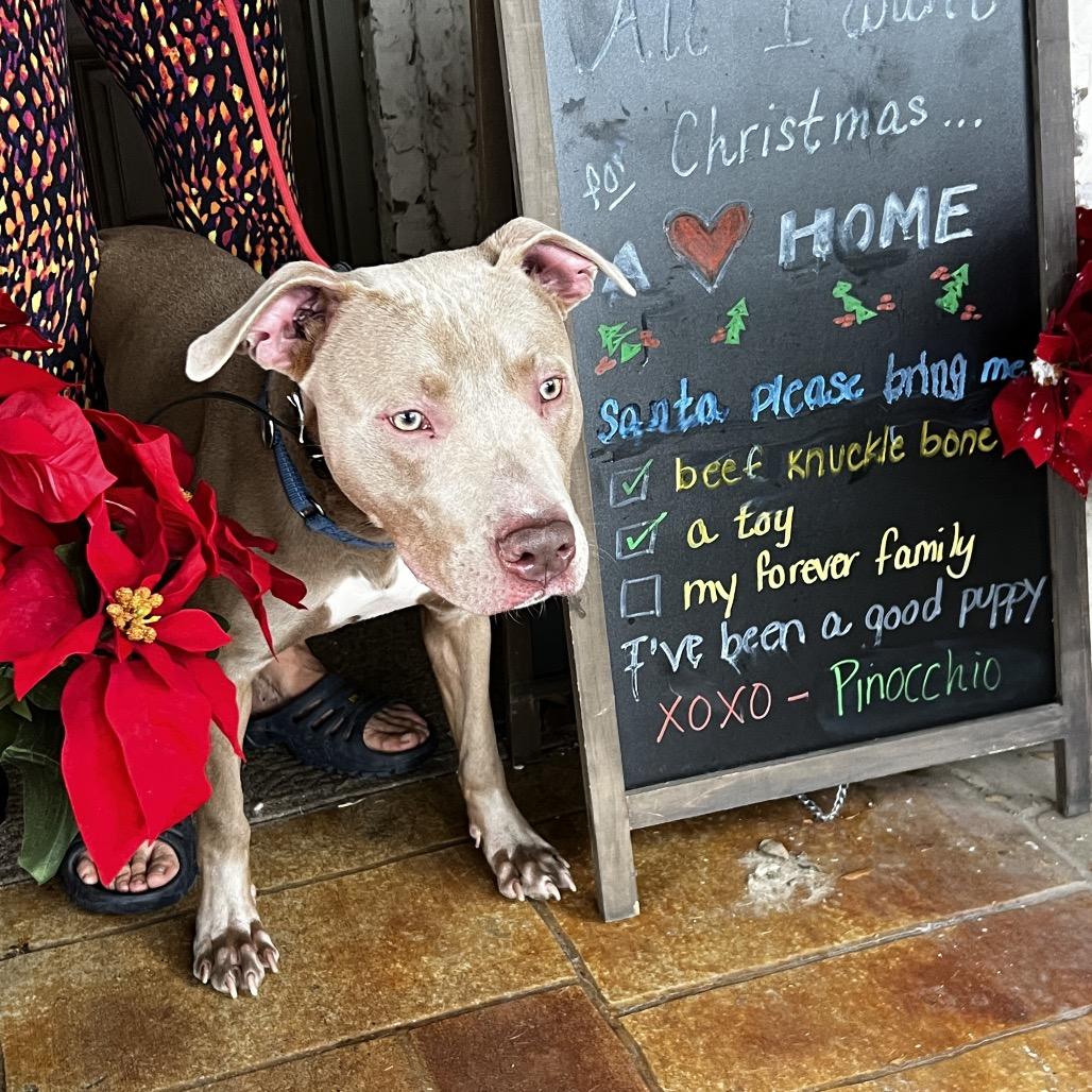 Enlarge Pinocchio, a Adoptable Pit Bull Terrier in Aledo, TX image 4/6