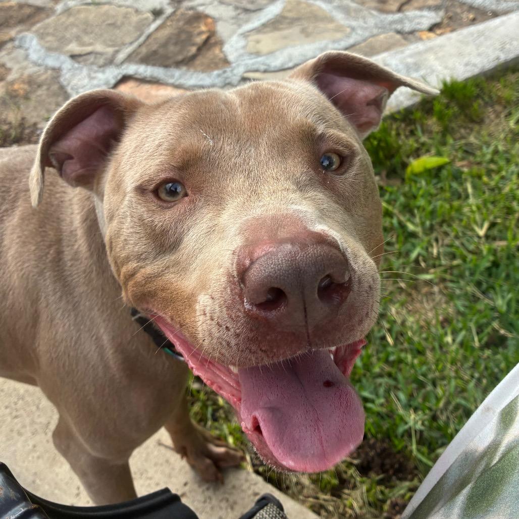 Enlarge Pinocchio, a Adoptable Pit Bull Terrier in Aledo, TX image 5/6