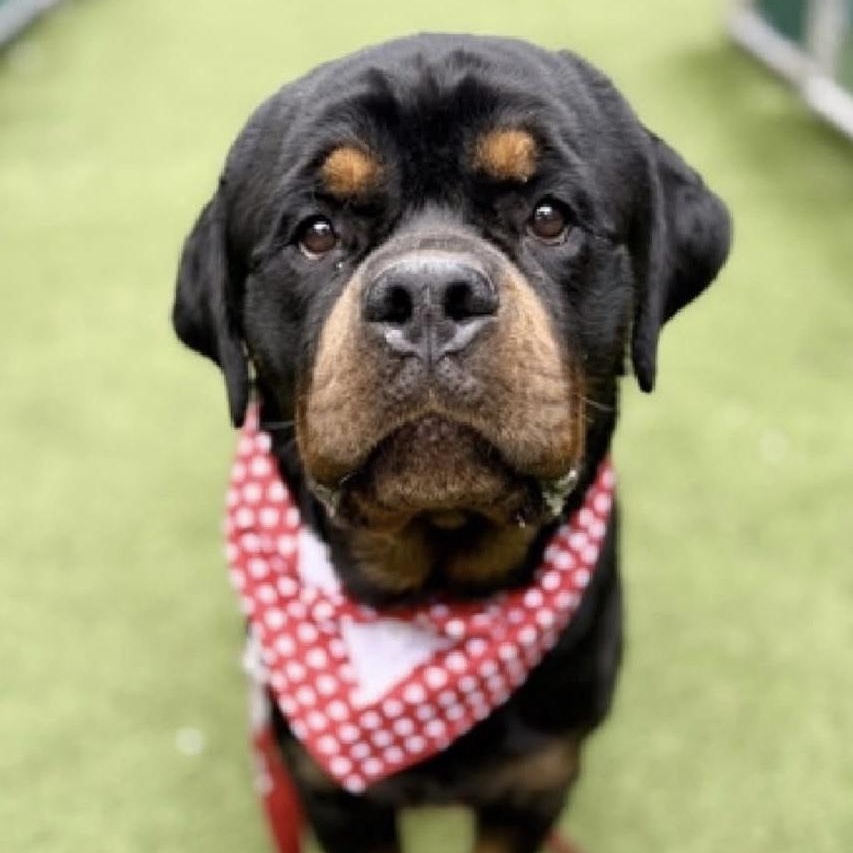 Enlarge Biggs, a ADOPTABLE Rottweiler in Prospect, CT image 1/2