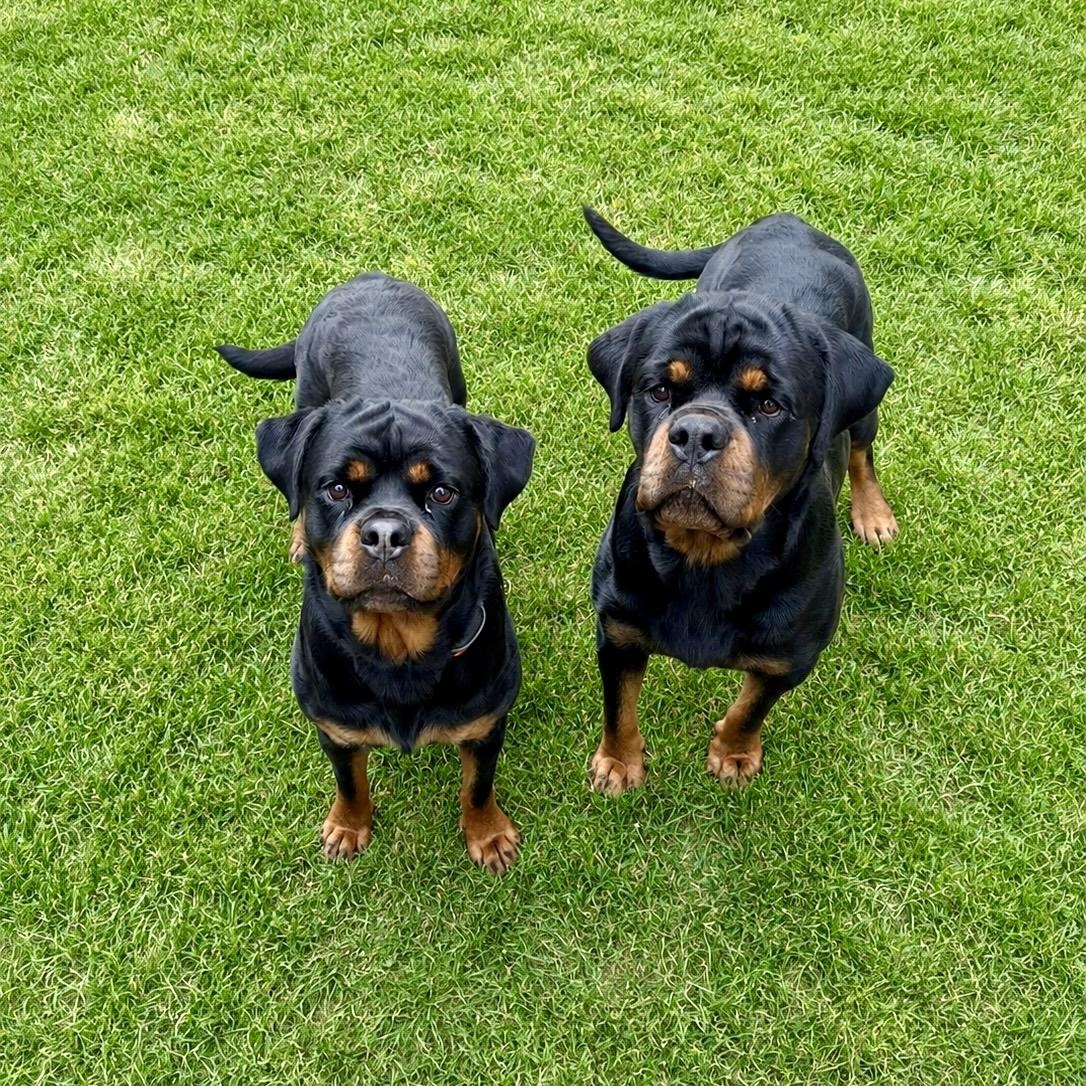 Enlarge Biggs, a Adopted Rottweiler in Prospect, CT image 3/5